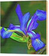 Swamp Iris Expressing Itself Wood Print