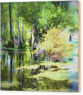 Swamp Of Many Colors Ap Wood Print