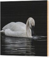 Swan Wood Print