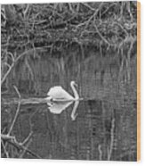 Swan Swimming In Jenny Pond In Plymouth Massachusetts Black And Whtie Wood Print