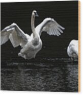 Swans On The Lake Wood Print