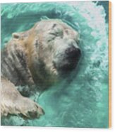 Swimming Bear Wood Print