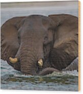 Swimming Elephant Wood Print