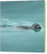 Swimming Seal, Iceland Wood Print