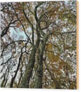 Tall Autumn Trees 3 Wood Print