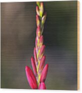 Tall Ixia Bloom Wood Print