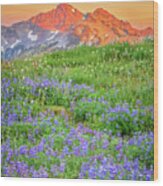 Tatoosh Lupine Sunset Wood Print