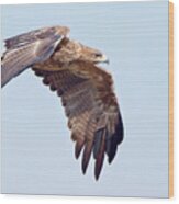 Tawny Eagle Aquila Rapax Wood Print