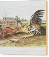 Tawny Weasel. John Woodhouse Audubon Illustration Wood Print