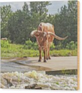 Texas Longhorn Steer - Maxie Moo Wood Print