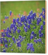 Texas Wildflowers Wood Print