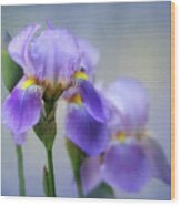 The Beauty Of The Iris Wood Print