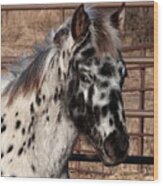 The Black Leopard Filly Wood Print