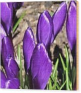 The Crocus Is Spring's Promise Wood Print