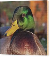 The Emerald Mallard Duck Wood Print