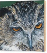 The Eurasian Eagle Owl Wood Print