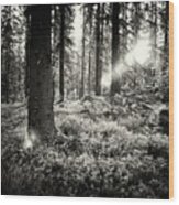 The Forest In Evening Light Bw Ir Wood Print