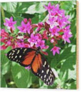 The Good Life -- Golden Longwing Butterfly In Santa Barbara Museum Of Natural History, California Wood Print