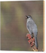The Gray Catbird Wood Print