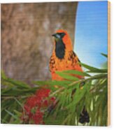 The Happy Oriole Wood Print