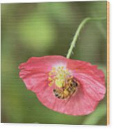 The Honey Bee And Poppy 2019 Wood Print