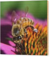 The Honey Bee And The Cone Wood Print