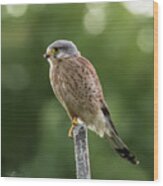 The Male Kestrel Hunting On Top Of A Round Pole Wood Print