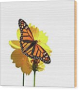 The Monarch Butterfly Wood Print