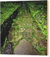 The Mossy Way... Nikko. Japan Wood Print