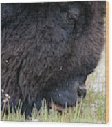The Mowers Of Yellowstone -- American Bison In Yellowstone National Park, Wyoming Wood Print