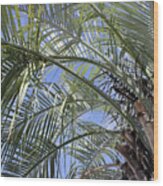 The Palm Tree Wood Print