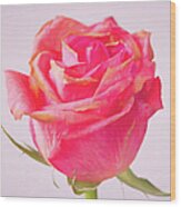 The Pink Rose Wood Print