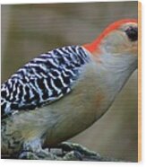 The Red Bellied Woodpecker Wood Print