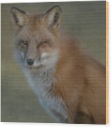 The Red Fox Stare Wood Print