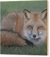 The Red Fox Wood Print