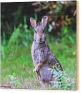 The Startled Bunny Wood Print