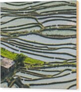 The Terraced Fields At Spring Time Wood Print