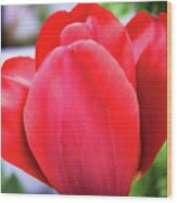 The Tulip Beauty Wood Print
