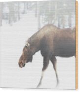 The Winter Moose Wood Print