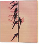 The Wonder Of A Fairytale - Dragonflies At Sunset Wood Print