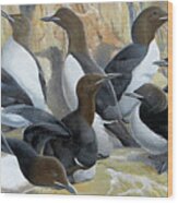 Thick-billed Murres Wood Print