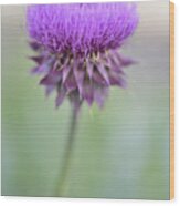 Thistle Blossom Wood Print