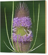 Teasel Fading Wood Print