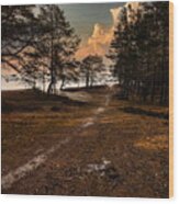 Thoughtful Road In The  Dunes Forest Latvia /sold Wood Print