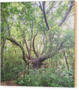Three Century Live Oak Tree - North Carolina Crystal Coast Wood Print