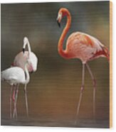 Three Flamingos Wood Print