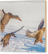 Three Geese Landing Wood Print