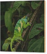Three-horned Chameleon Wood Print