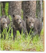 Three Of Four Of Grizzly 399's Cubs Wood Print