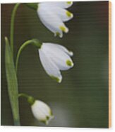Three Snowdrop Flowers Wood Print